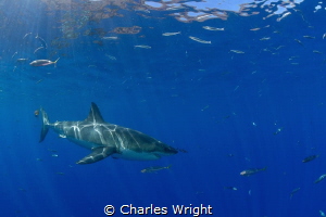 Great White at Guadalupe Island by Charles Wright 